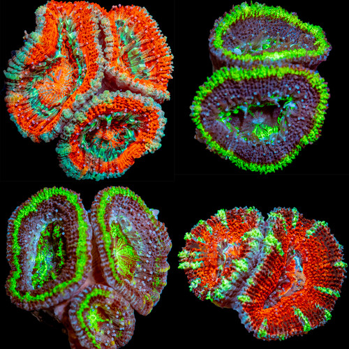 Acan coral bundle 4 - acan,