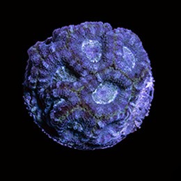 Aquacultured blue lagoon acan - aquacultured,